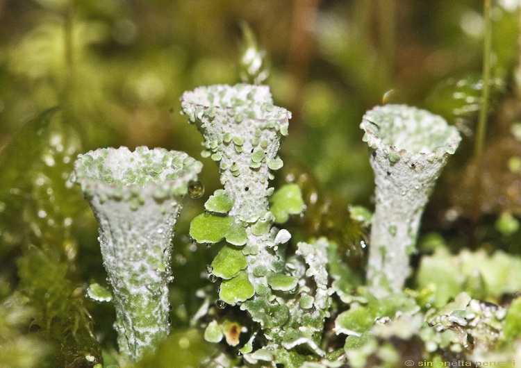 Cladonia pyxidata